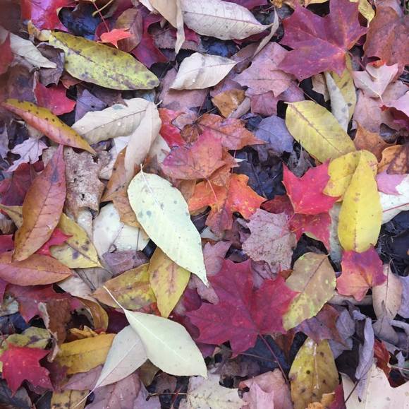 Meet your Posher, Clo - Picture 1 of 1